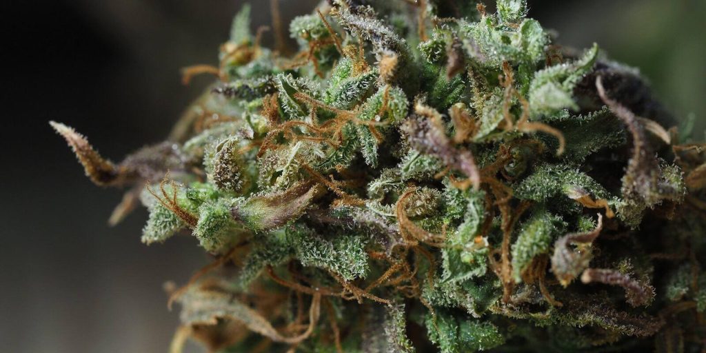 Understanding THCA Flower The Science Behind Its Effectiveness